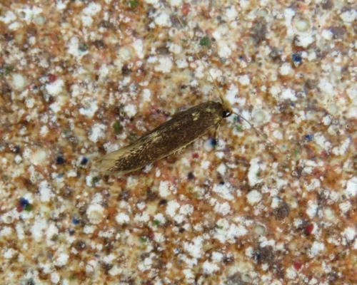 Réf. 307 875 : Opogona omoscopa